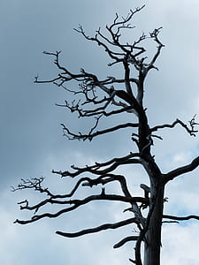 gray withered tree thumbnail