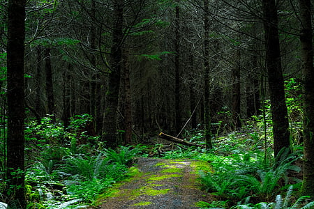 pathway surrounded by trees during daytime thumbnail