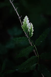 Focus Photography of Green Leafed Plant thumbnail