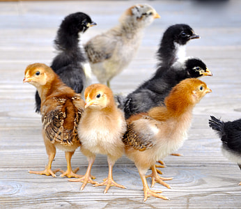 flock of chicken chicks thumbnail