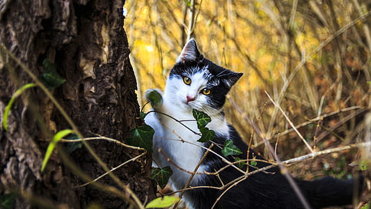 selective photography of bi-color cat beside browen tree thumbnail