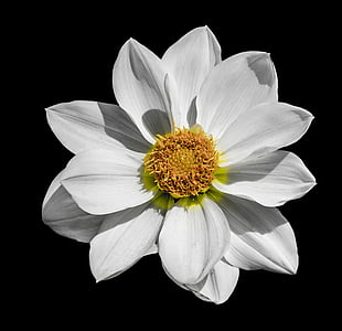 closeup photography of white single-petaled dahlia flower thumbnail