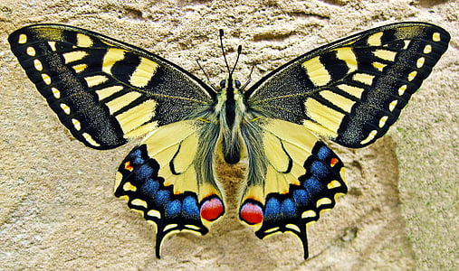 yellow and blue butterfly thumbnail
