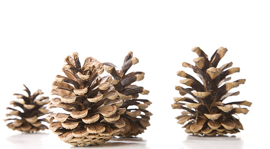 brown pine cones thumbnail