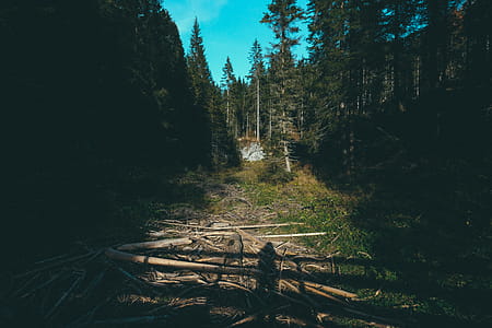 Green Trees thumbnail