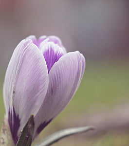 selective focus photography of purple crocus flower thumbnail
