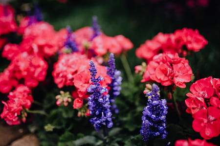 Flower shop in Castelfranco Veneto, Italy thumbnail