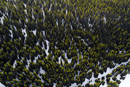 aerial photography of green trees thumbnail