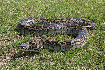 gray and brown anaconda snake on green grass lawn thumbnail