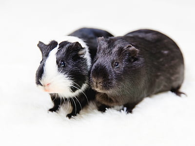two white-and-black guinea pigs on white surface thumbnail