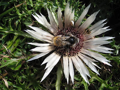 white flower thumbnail