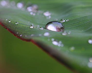selective focus photography of water droplets on leaf thumbnail
