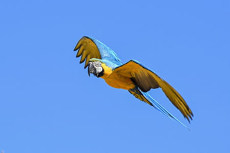 blue and brown bird thumbnail