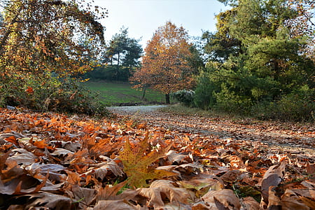 brown and green leafed trees on parked thumbnail
