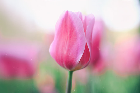selective focus photo of pink petaled flower thumbnail