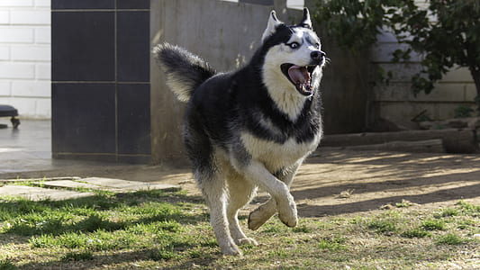 time-lapse photography of Siberian husky running along garden thumbnail