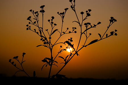 Silhouette of Plant during Sunset thumbnail