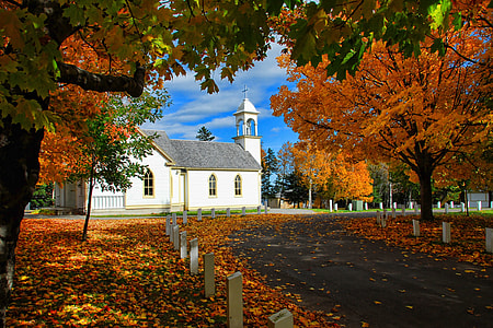 white church surrounded with maple trees thumbnail