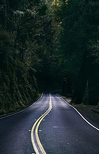 concrete road surrounded by trees thumbnail