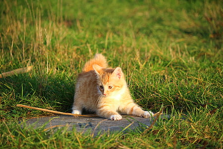 short-haired tan cat near grasses thumbnail