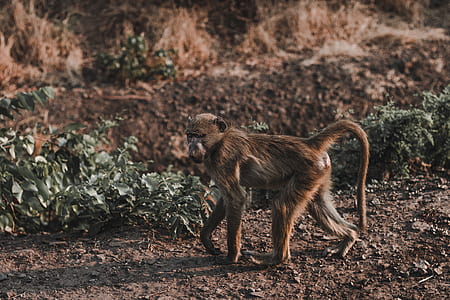 walking brown monkey on ground thumbnail