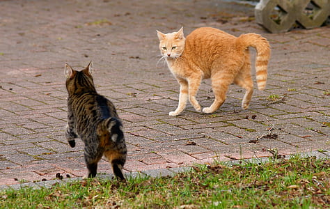 orange tabby cat on floor during daytime thumbnail