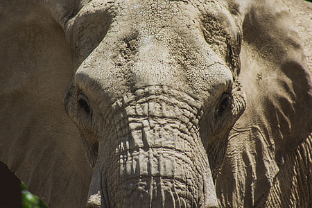 gray elephant thumbnail