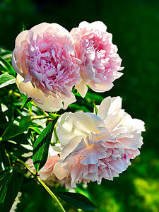 pink carnation flowers thumbnail