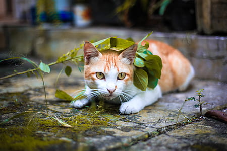 Orange and White Tabby Cat Lying on Mossy Gray Pavement Under Green Leaves Selective Focus Photo thumbnail