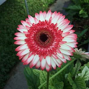 nature, field, garden, petals thumbnail