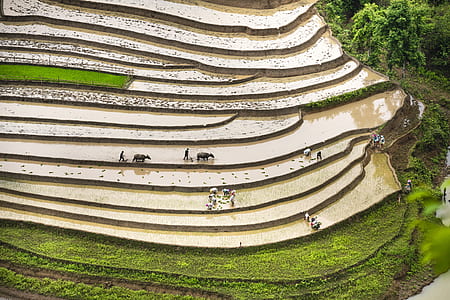 people working on rice terraces aerial photography at daytime thumbnail