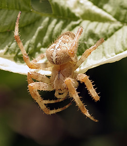 Garden Spider, Crowned Orb Weaver thumbnail