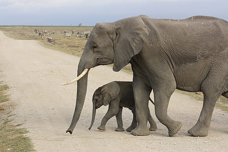 adult elephant and baby elephant crossing road during daytime thumbnail