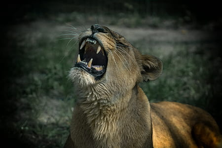 selective focus photography of lioness howling thumbnail