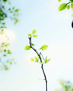 selective focus of green leaves at daytime thumbnail