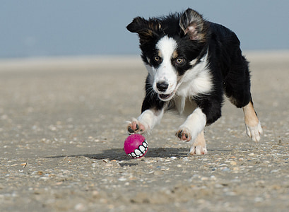black and white border collie puppy playing pink ball at daytime thumbnail