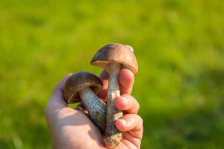 person holding two mushrooms thumbnail
