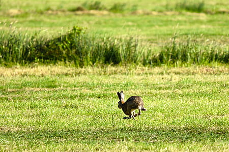 rabbit jumping over grass thumbnail
