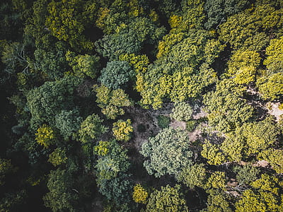 bird's eye view of landsacpe covered with trees thumbnail