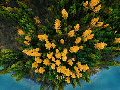 green and yellow trees thumbnail