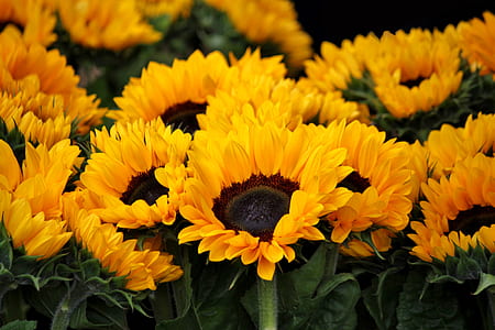 Yellow Sunflowers thumbnail