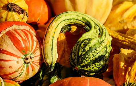 photo of gourd thumbnail