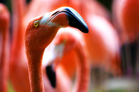 focus photography of pink flamingo thumbnail
