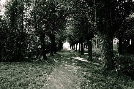 wood, light, road, landscape thumbnail