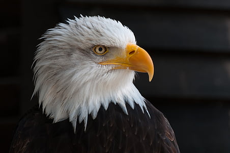 white and brown eagle thumbnail