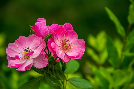 red-petaled flower thumbnail