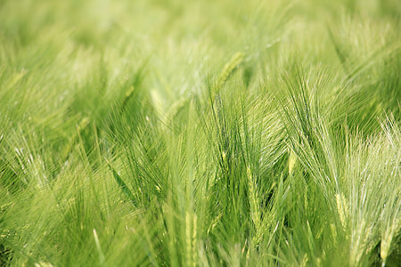 green grass field thumbnail