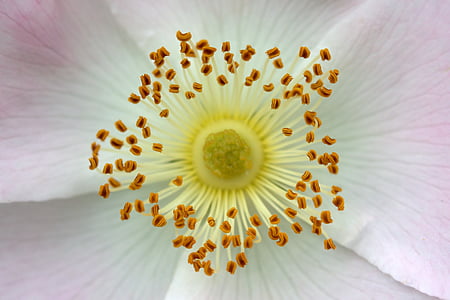 closeup photo of white petaled flowers thumbnail