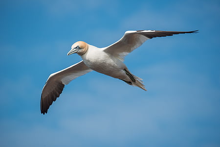 flying white and brown bird thumbnail