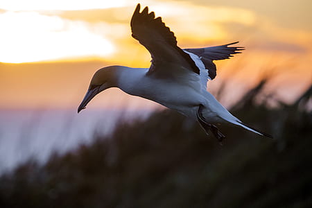 selective focus photography of white and brown bird thumbnail